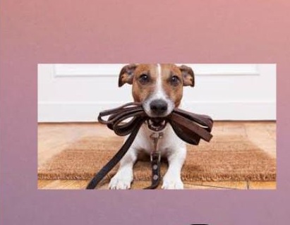 PASEANDO AL PERRO DE MI EX